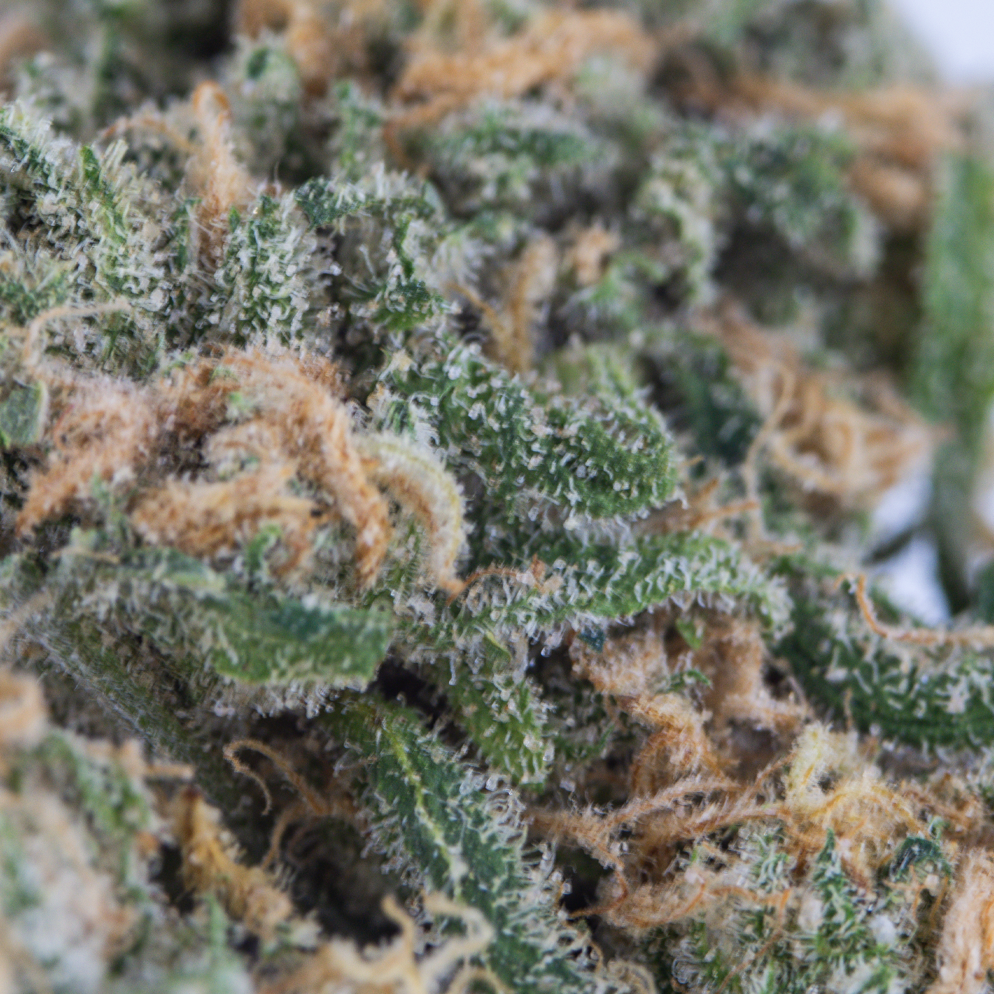 Blue Dream - Exotic Top Shelf THCa Flower