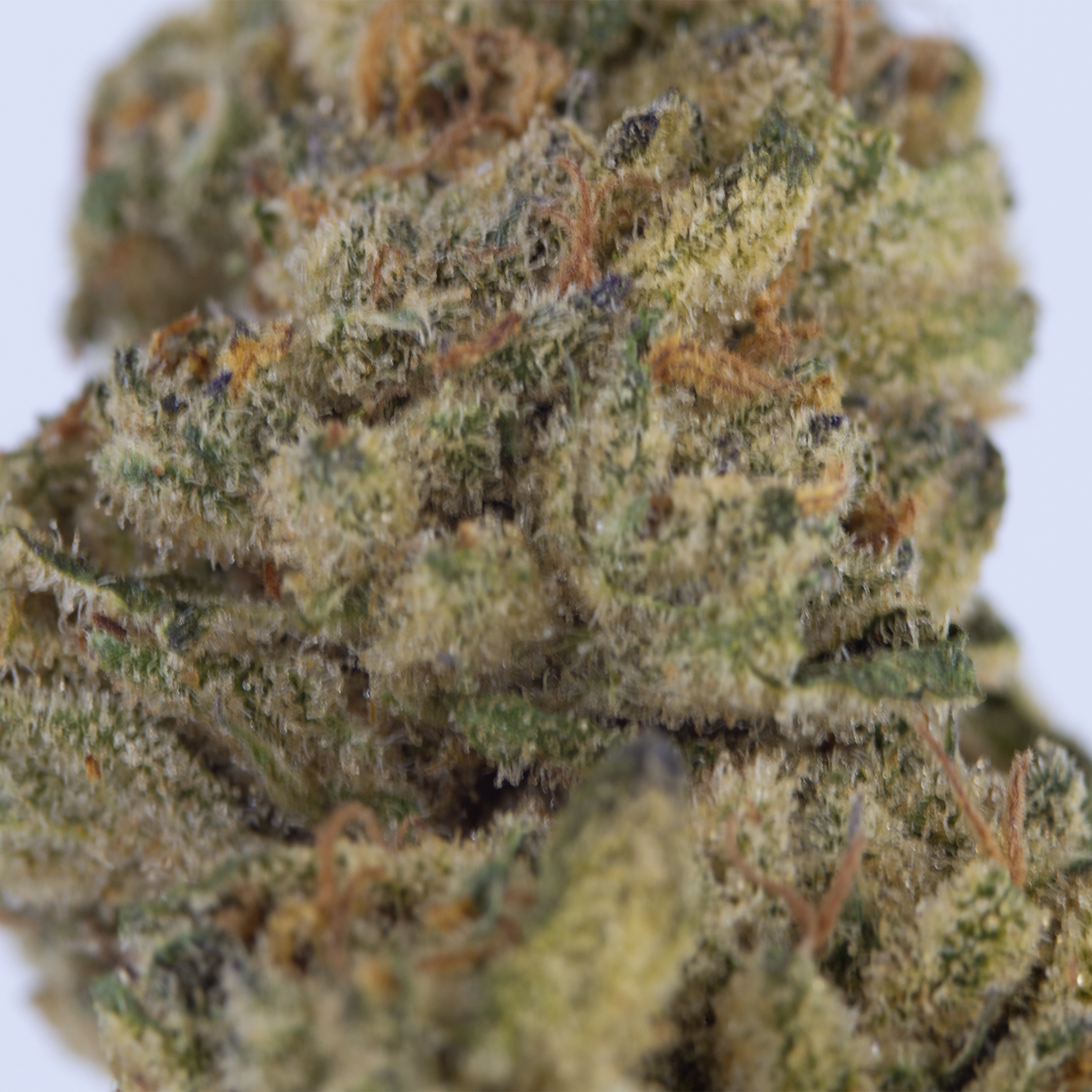 Gelato Punch - Top Shelf THCa Flower