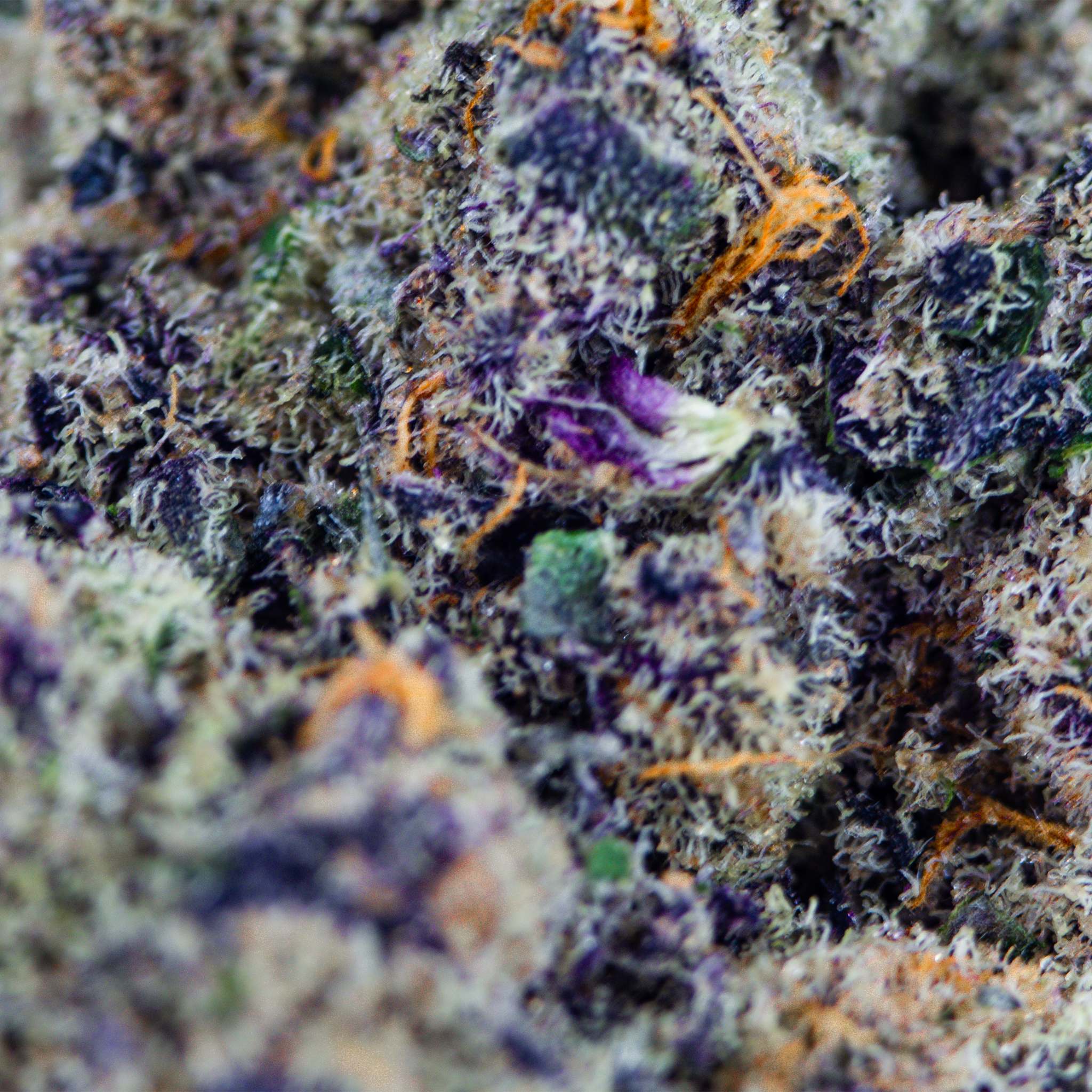 Dante's Inferno - Exotic Top Shelf THCa Flower