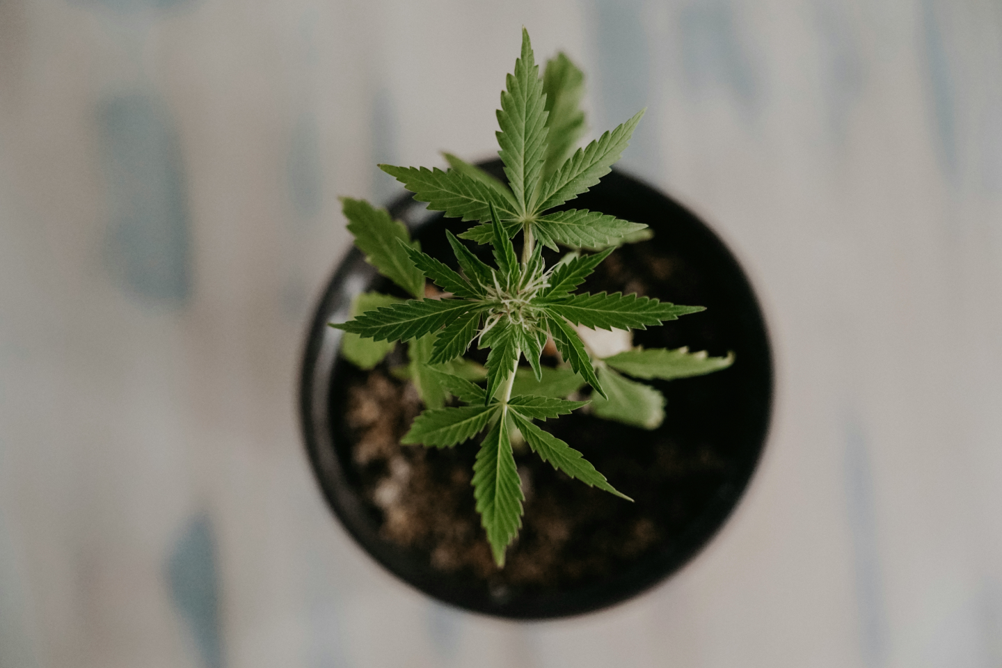 Small cannabis plant in a medium pot.