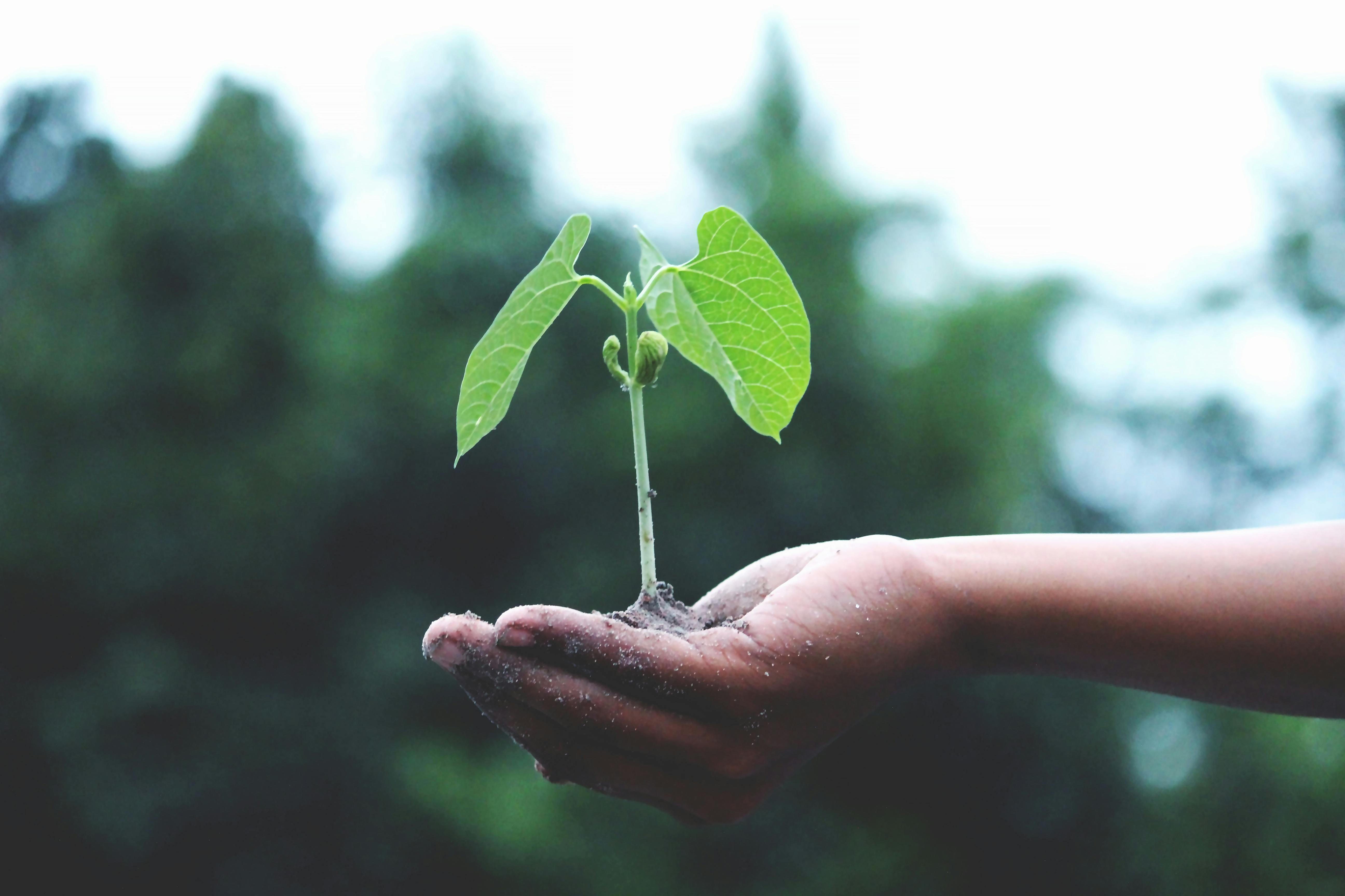 Hand with new sprouting plant in palm